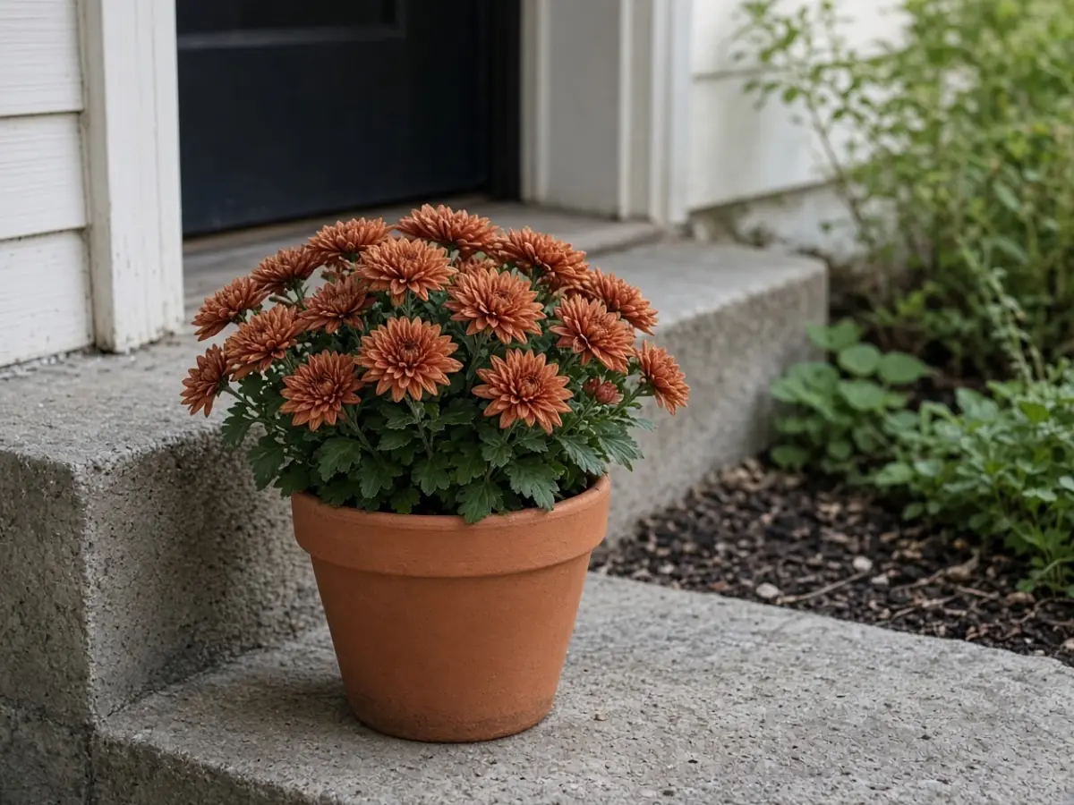 One pot of rust mums beside a front step, easy to lift